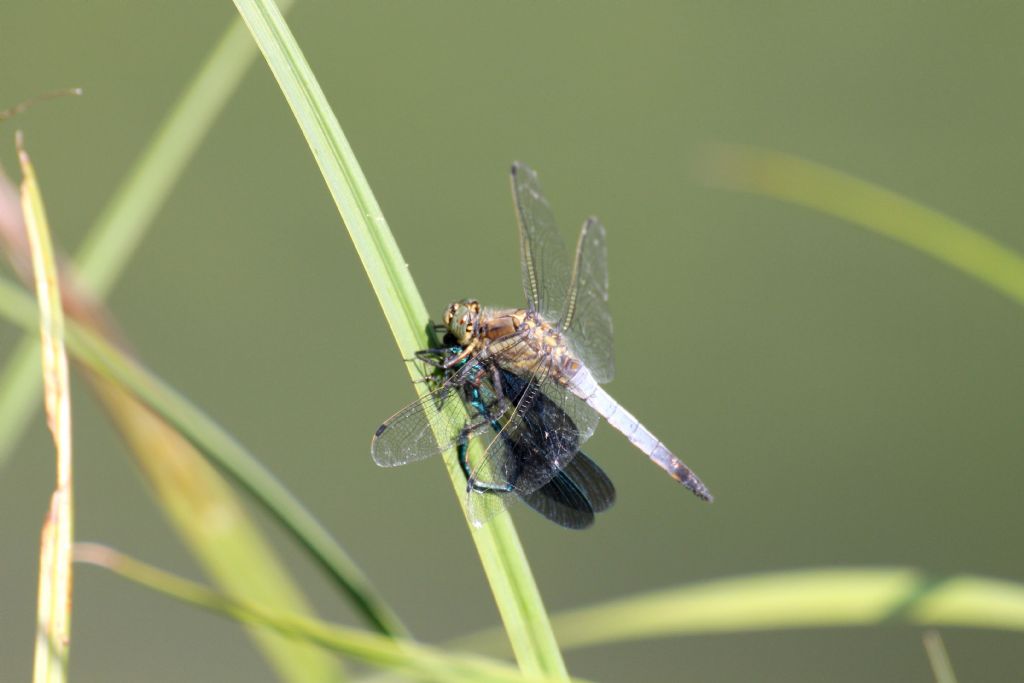 E'' un Orthetrum cancellatum che fa colazione con una Calopteryx splendens?